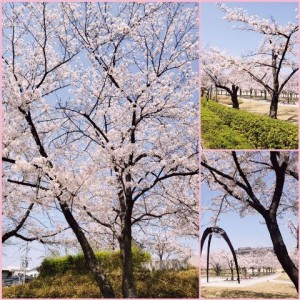200405_お　花　見（チャームスイート千里津雲台）